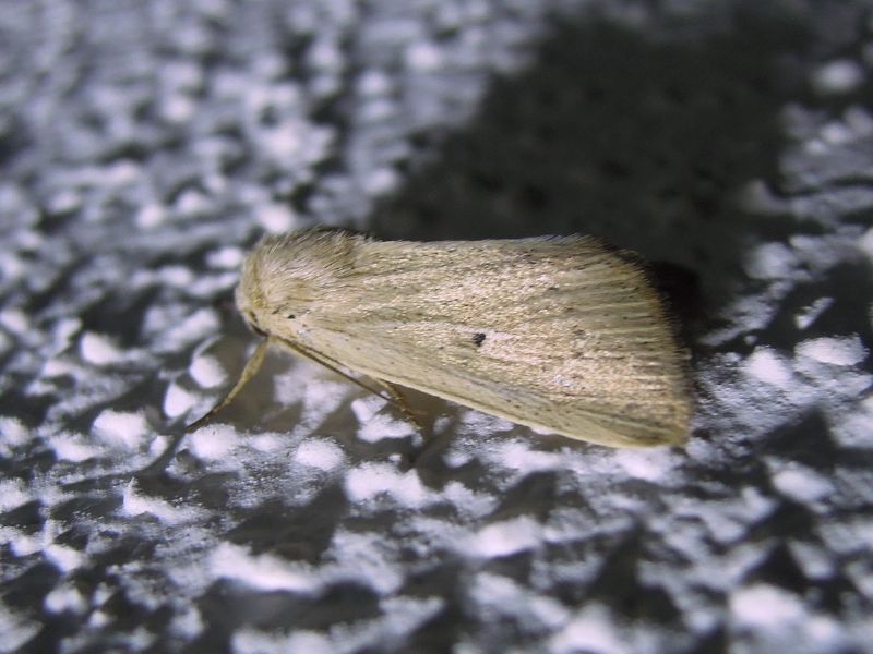 Mythimna sicula f. scirpi, Noctuidae